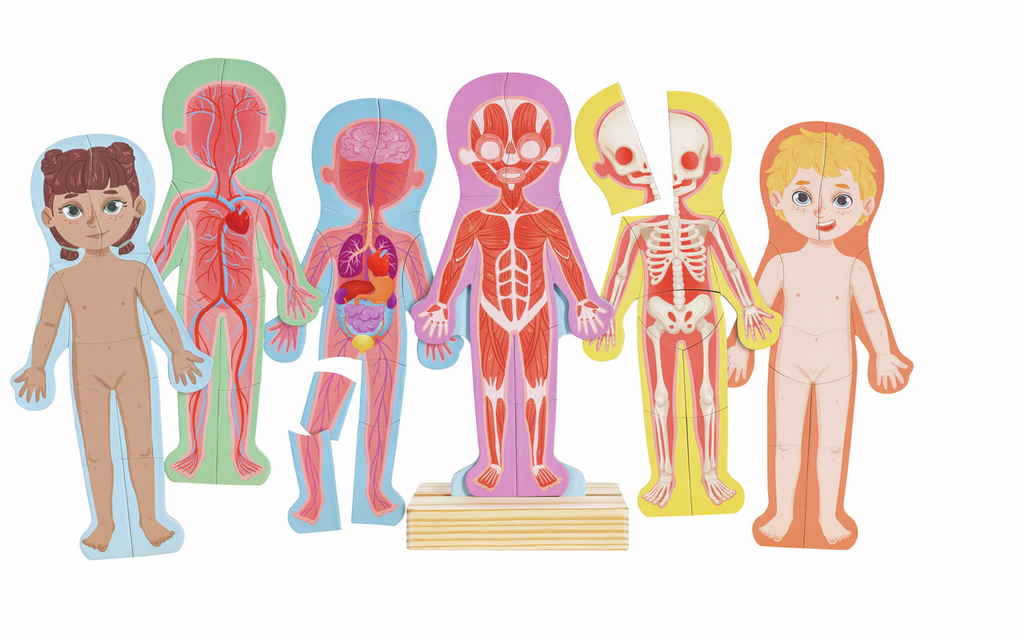 Rompecabezas magnético del cuerpo humano HAPE