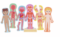 Rompecabezas magnético del cuerpo humano HAPE