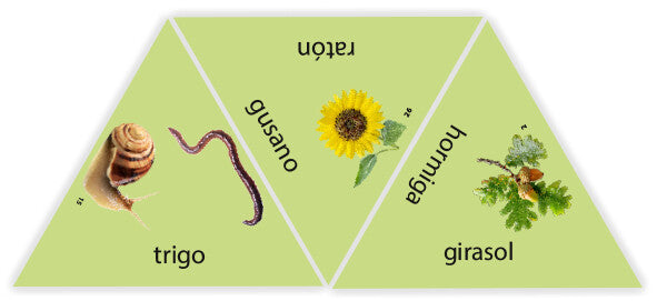 Learning Star HABA