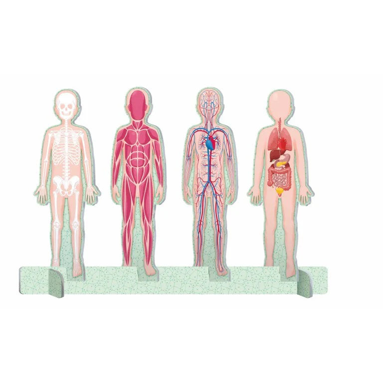 El mega atlas del cuerpo humano MANOLITO BOOKS