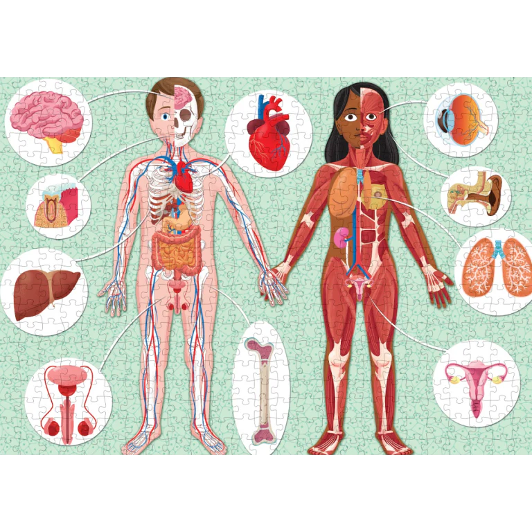 El mega atlas del cuerpo humano MANOLITO BOOKS
